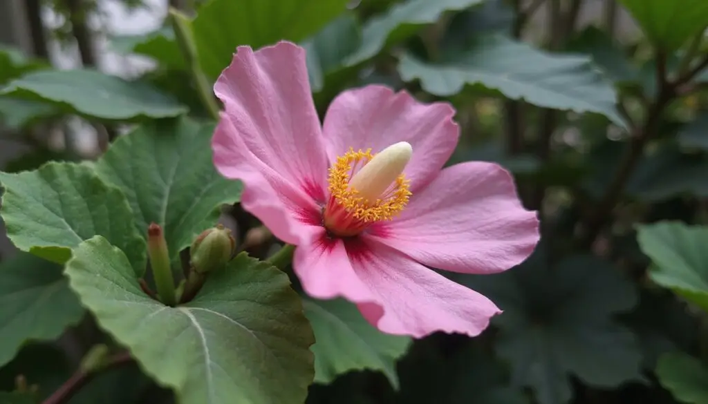 highly dangerous hallucinogenic plant toxicity